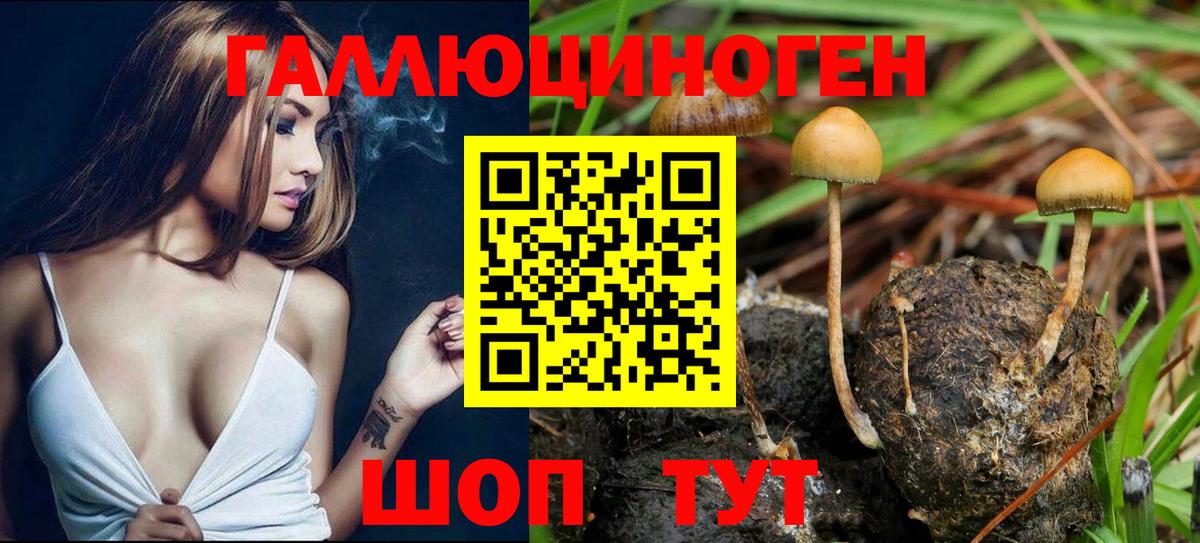 Псилоцибиновые грибы Cubensis Вязники